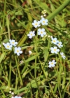 Einzelbild 2 Sumpf-Vergissmeinnicht - Myosotis scorpioides