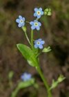 Einzelbild 4 Sumpf-Vergissmeinnicht - Myosotis scorpioides