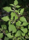 Einzelbild 3 Schwarzer Nachtschatten - Solanum nigrum