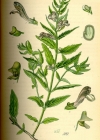 Einzelbild 3 Sumpf-Helmkraut - Scutellaria galericulata