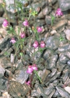 Einzelbild 3 Schmalblättriger Hohlzahn - Galeopsis angustifolia
