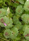 Einzelbild 3 Stängelumfassende Taubnessel - Lamium amplexicaule