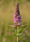 Einzelbild 2 Sumpf-Ziest - Stachys palustris