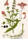 Einzelbild 3 Sumpf-Ziest - Stachys palustris