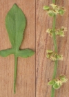 Einzelbild 4 Kleiner Sauerampfer - Rumex acetosella