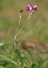 Einzelbild 4 Kartäuser-Nelke - Dianthus carthusianorum