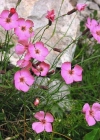 Einzelbild 1 Stein-Nelke - Dianthus sylvestris