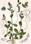 Einzelbild 2 Gewöhnlicher Thymian-Ehrenpreis - Veronica serpyllifolia subsp. serpyllifolia