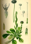 Einzelbild 4 Gemeine Kugelblume - Globularia bisnagarica