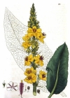 Einzelbild 3 Dunkle Königskerze - Verbascum nigrum