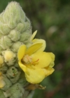 Einzelbild 3 Kleinblütige Königskerze - Verbascum thapsus