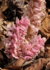 Einzelbild 3 Schuppenwurz - Lathraea squamaria