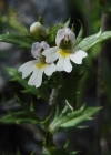 Einzelbild 2 Salzburger Augentrost - Euphrasia salisburgensis