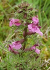 Einzelbild 4 Sumpf-Läusekraut - Pedicularis palustris