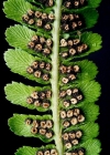 Einzelbild 3 Echter Wurmfarn - Dryopteris filix-mas