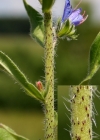Einzelbild 3 Gemeiner Natterkopf - Echium vulgare
