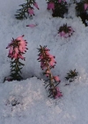 Einzelbild 3 Schneeheide - Erica carnea