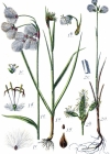 Einzelbild 4 Breitblättriges Wollgras - Eriophorum latifolium