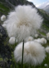 Einzelbild 3 Scheuchzers Wollgras - Eriophorum scheuchzeri