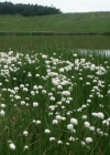 Einzelbild 4 Scheuchzers Wollgras - Eriophorum scheuchzeri
