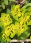 Einzelbild 2 Warzige Wolfsmilch - Euphorbia verrucosa
