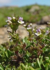 Einzelbild 3 Zwerg-Augentrost - Euphrasia minima