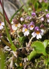 Einzelbild 4 Zwerg-Augentrost - Euphrasia minima