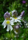 Einzelbild 4 Wiesen-Augentrost - Euphrasia rostkoviana