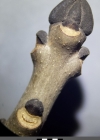 Einzelbild 4 Gemeine Esche - Fraxinus excelsior