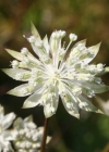 Einzelbild 2 Kleine Sterndolde - Astrantia minor