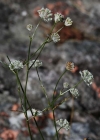 Einzelbild 3 Kleine Sterndolde - Astrantia minor