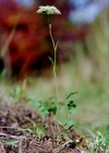 Einzelbild 2 Gewöhnliche Kleine Bibernelle - Pimpinella saxifraga