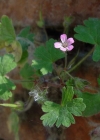 Einzelbild 4 Rundblättriger Storchschnabel - Geranium rotundifolium
