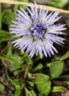 Einzelbild 3 Herzblättrige Kugelblume - Globularia cordifolia