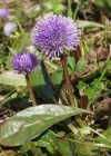 Einzelbild 2 Schaft-Kugelblume - Globularia nudicaulis