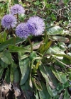 Einzelbild 3 Schaft-Kugelblume - Globularia nudicaulis
