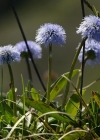 Einzelbild 4 Schaft-Kugelblume - Globularia nudicaulis