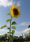 Einzelbild 4 Einjährige Sonnenblume - Helianthus annuus
