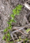 Einzelbild 4 Kahles Bruchkraut - Herniaria glabra
