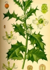 Einzelbild 2 Stechpalme - Ilex aquifolium