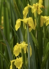 Einzelbild 4 Gelbe Schwertlilie - Iris pseudacorus