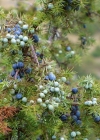 Einzelbild 3 Gewöhnlicher Wacholder - Juniperus communis subsp. communis