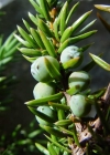 Einzelbild 3 Zwerg-Wacholder - Juniperus communis subsp. alpina