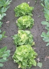 Einzelbild 4 Kopfsalat - Lactuca sativa