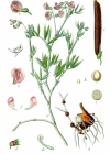 Einzelbild 3 Berg-Platterbse - Lathyrus linifolius