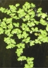 Einzelbild 3 Kleine Wasserlinse - Lemna minor