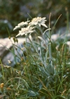 Einzelbild 2 Edelweiss - Leontopodium alpinum