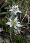 Einzelbild 1 Edelweiss - Leontopodium alpinum