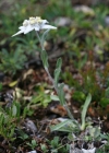 Einzelbild 3 Edelweiss - Leontopodium alpinum