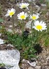 Einzelbild 2 Alpenmargerite - Leucanthemopsis alpina
